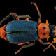 Illustration for article titled Macrophotographs of insects to melt your face
